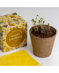 Kit de Autocultivo - Diga com Flores Feliz Aniversário