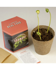 Kit de Autocultivo - Edamame