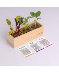 Mini Horta - Hortaliças Estranhas