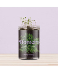 Horta Cozinha - Alecrim