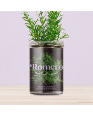 Horta Cozinha - Alecrim