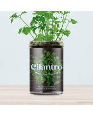 Horta Cozinha - Coentro