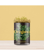 Horta Cozinha - Oregãos