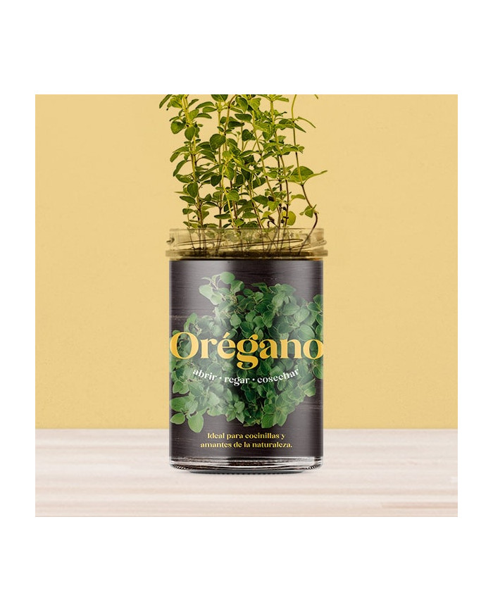 Horta Cozinha - Oregãos