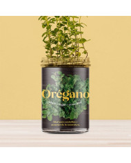 Horta Cozinha - Oregãos