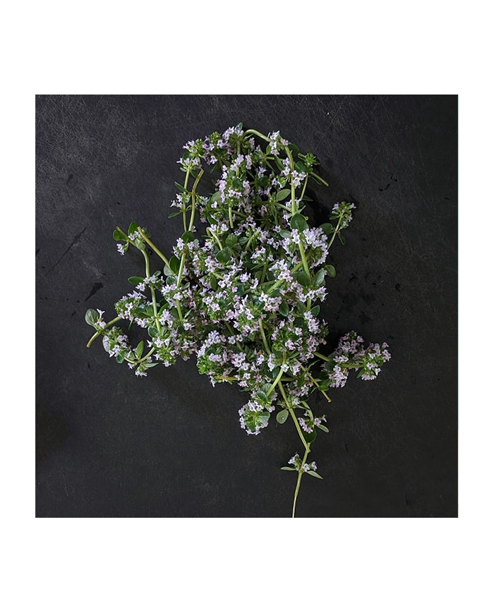 Horta Cozinha - Tomilho